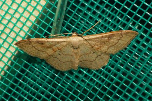 Idaea rubraria